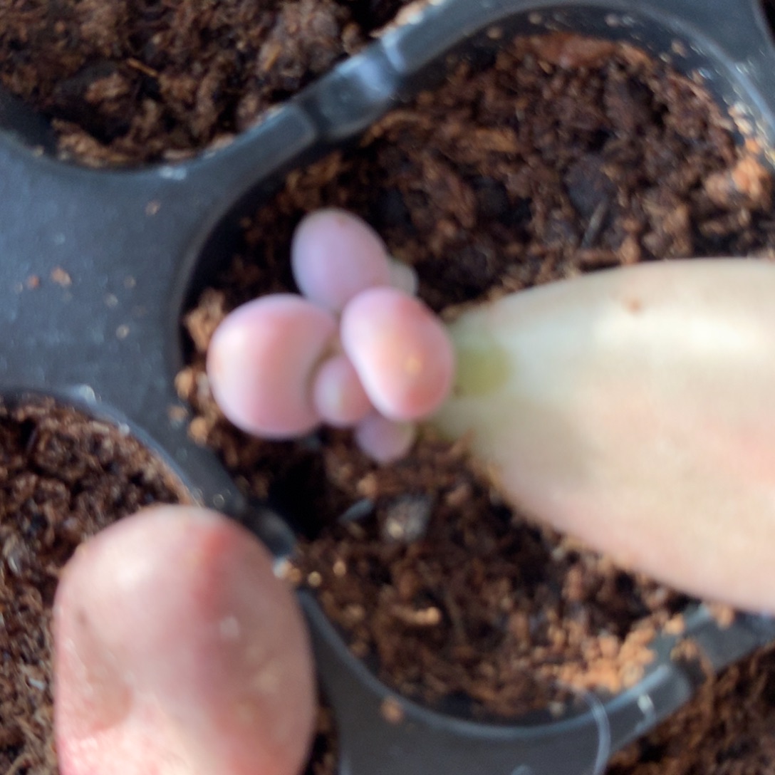 量拍发根发芽的糖果叶片