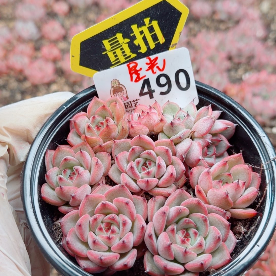 多肉植物多肉植物