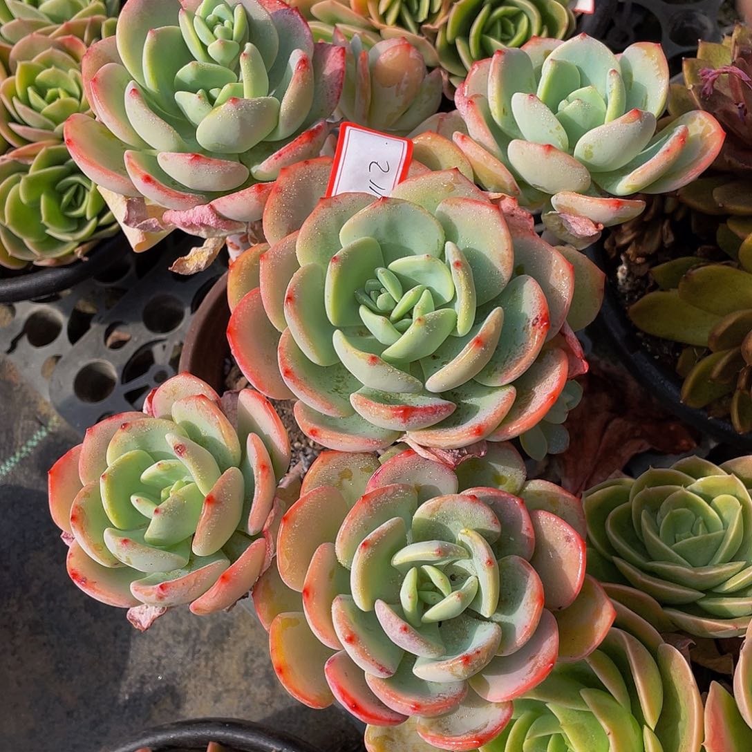 白月光多肉植物群2112