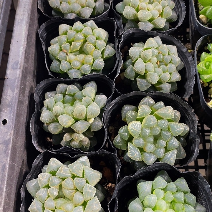 姬玉露带盆土发货