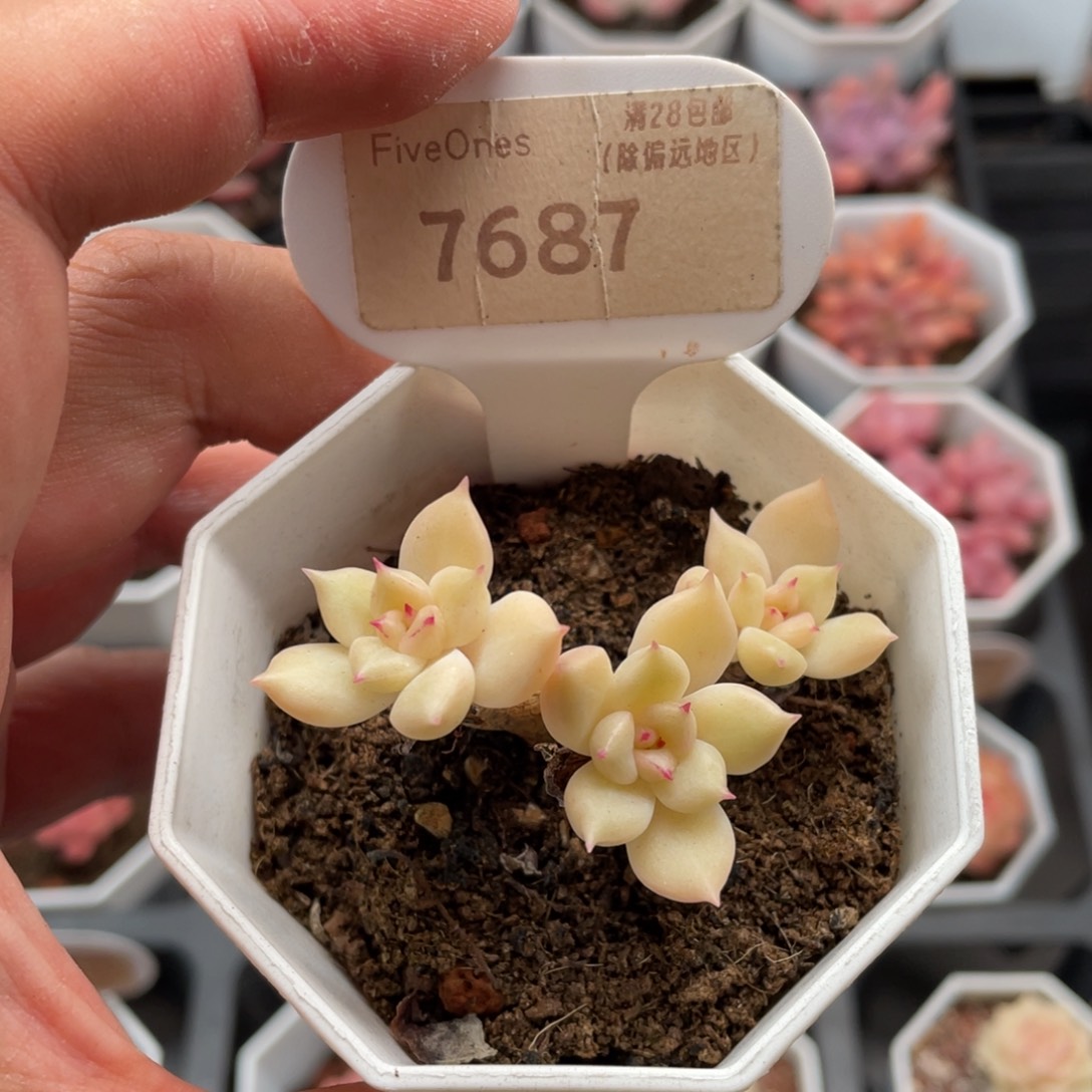 璀璨7687-5.5厘米