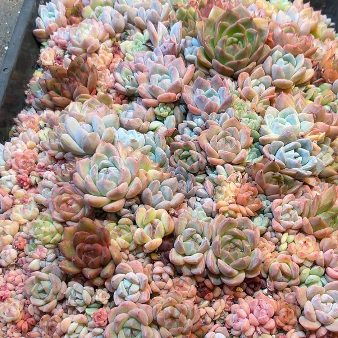 295大大方方个红红火火家