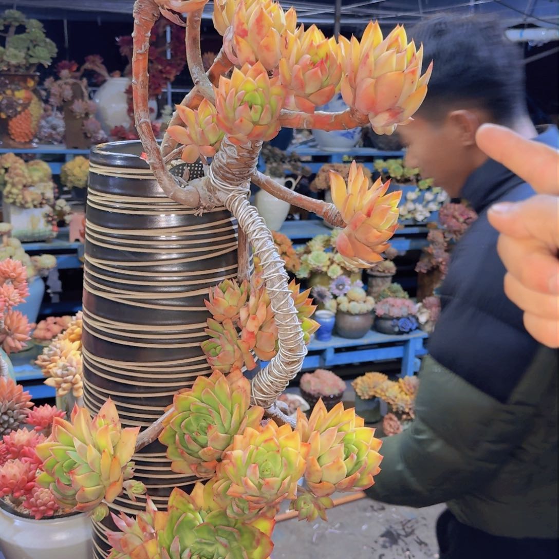 ?*然多肉植物的生长发育