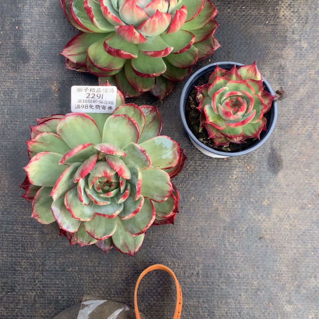 静***夜2291号多肉植物厘米2颗送1