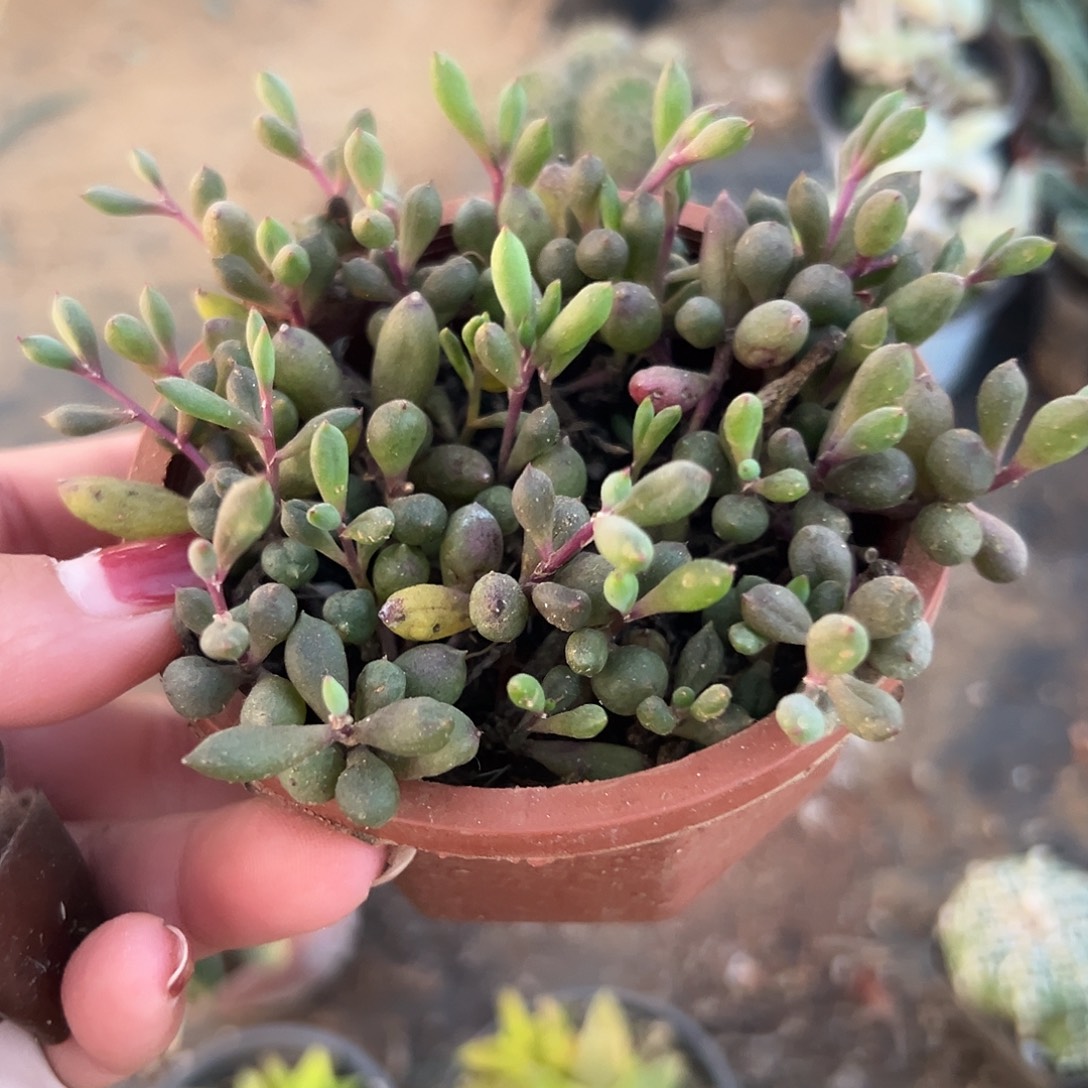 多肉植物多肉植物