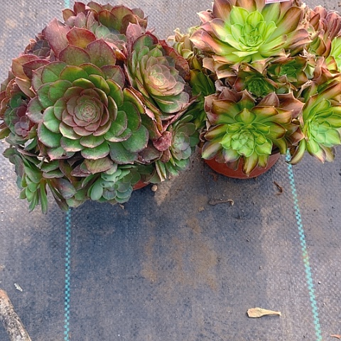 671法师2棵多肉植物