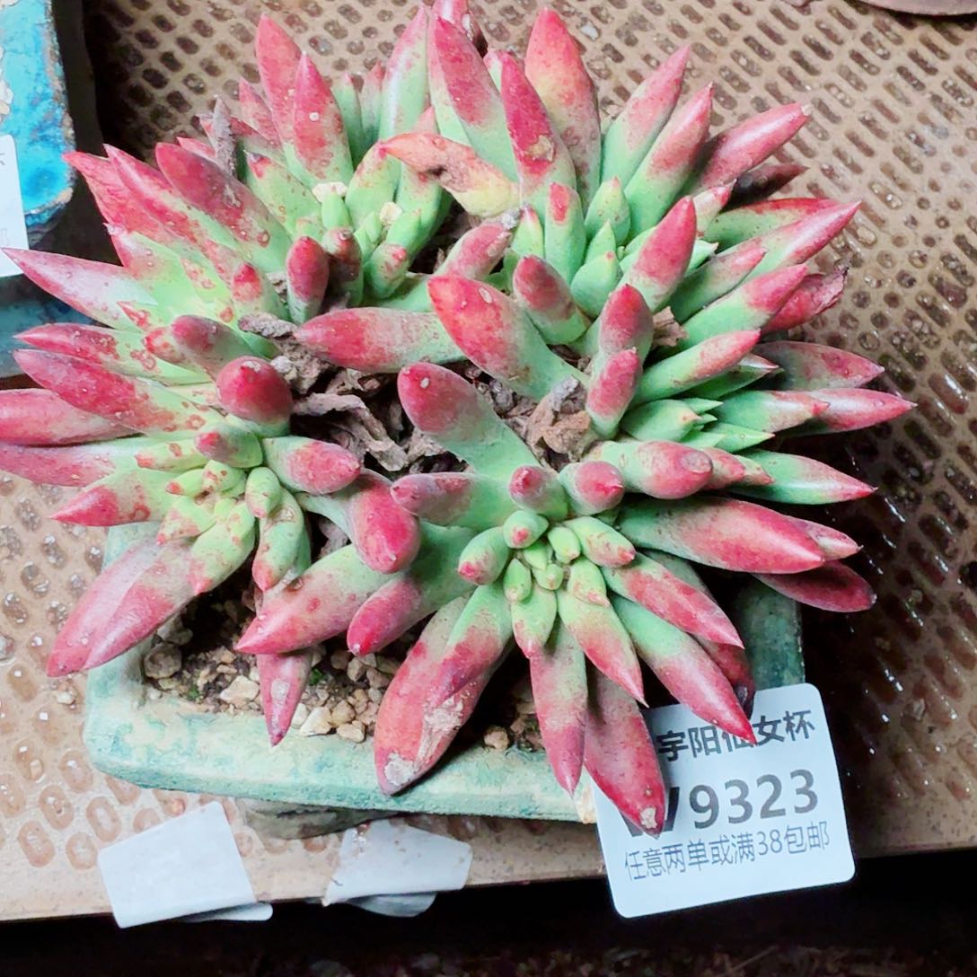9323刘丹杂仙女杯多肉