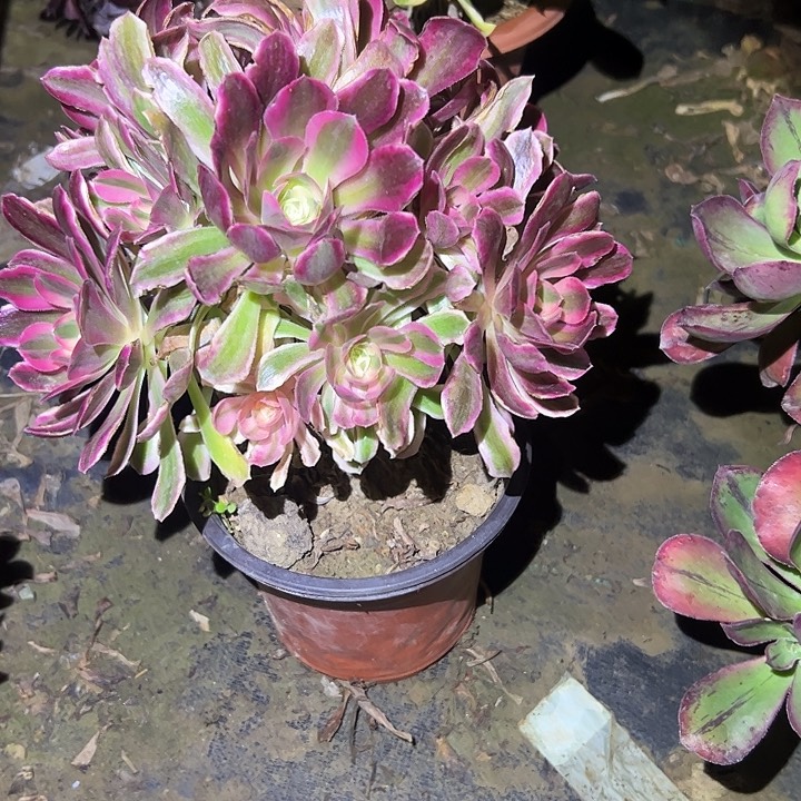 用****月粉女巫一物一拍89