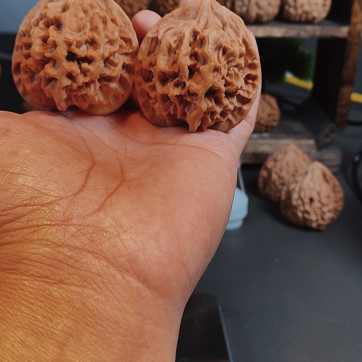 45大地王狮子头骨质好