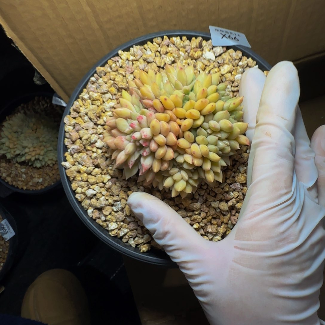 x x x x x x x x x x 66