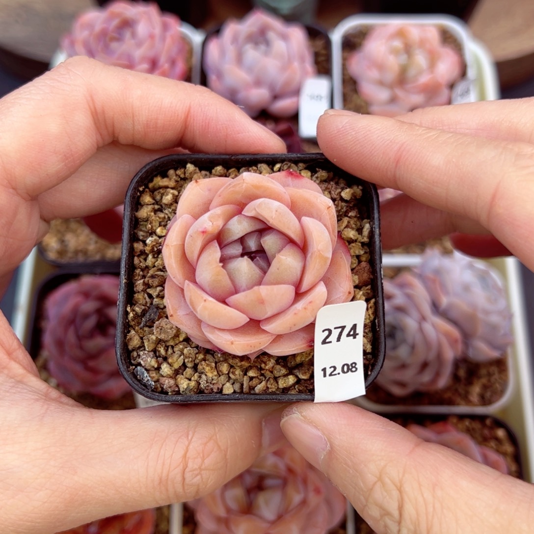 好好看274、哈哈哈哈