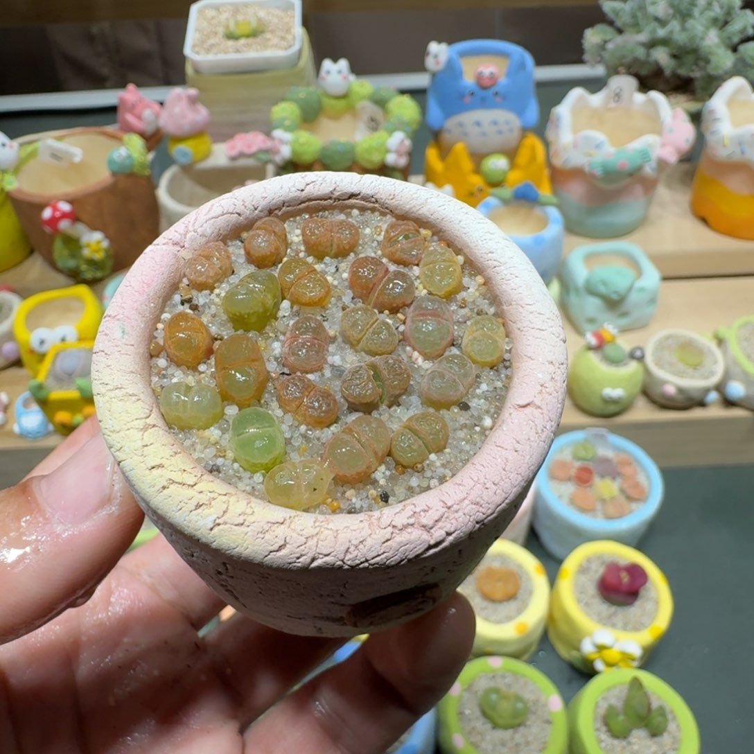 红陶蘑菇743风铃