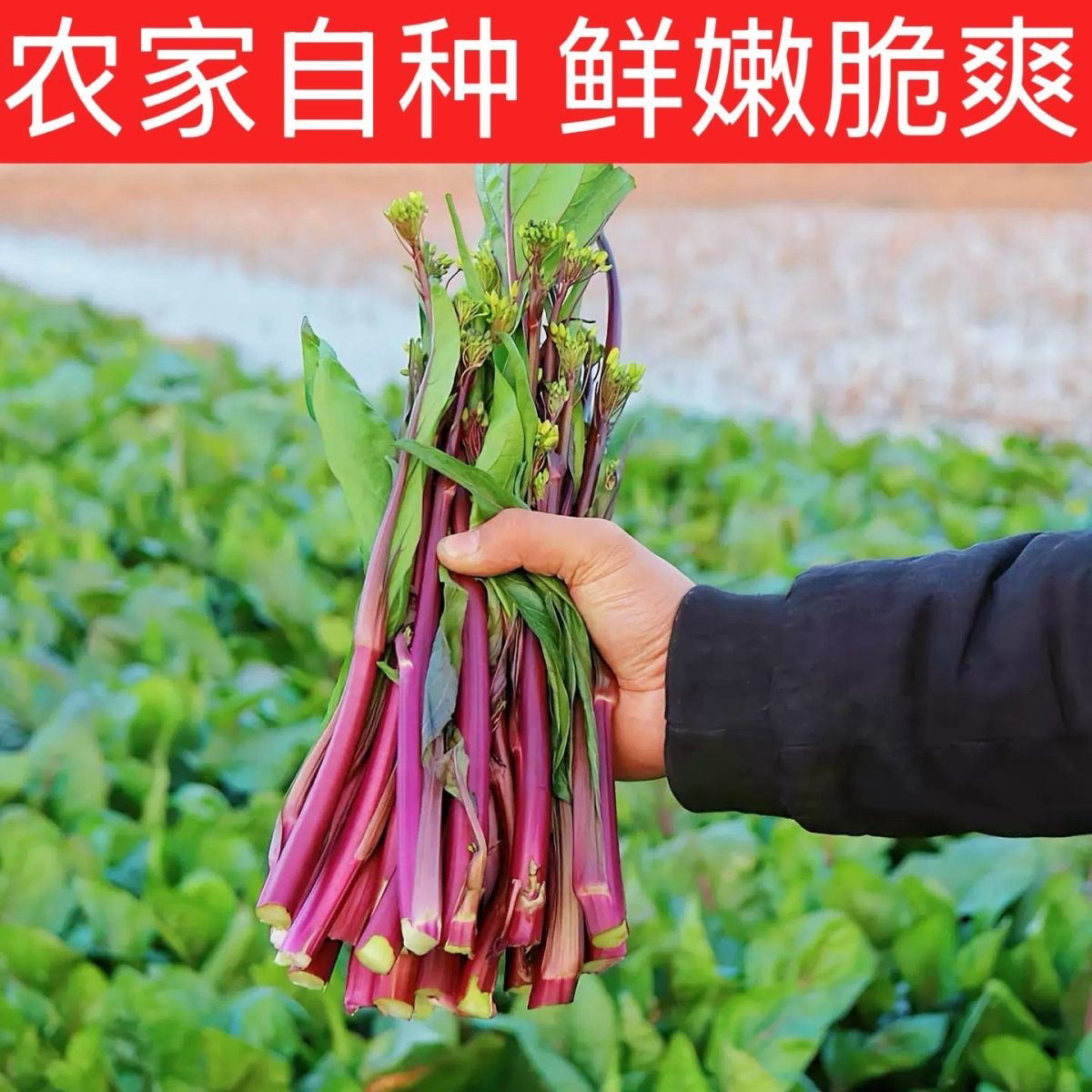 333贵州高山农家红菜苔新鲜现摘现发露天种植