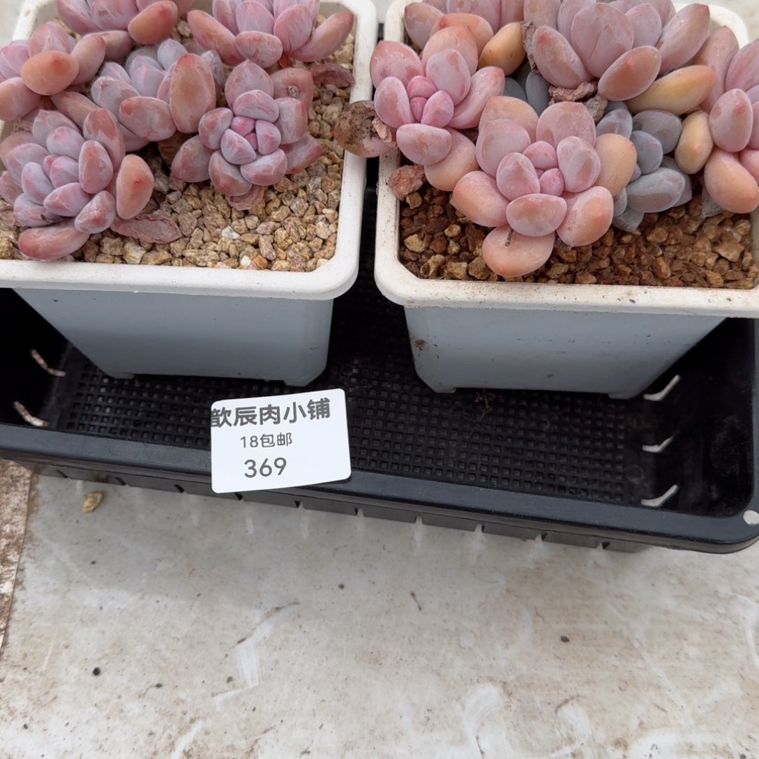 一*鱼多肉植物香水两颗369