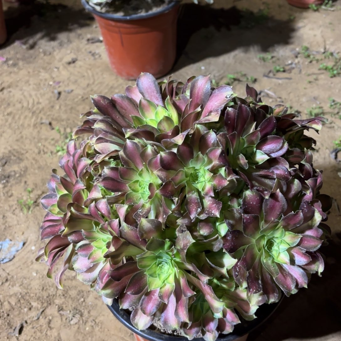 韶华（周正）20多肉植物
