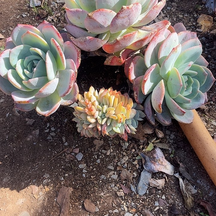 ~***g凤橙缀化，一物一拍