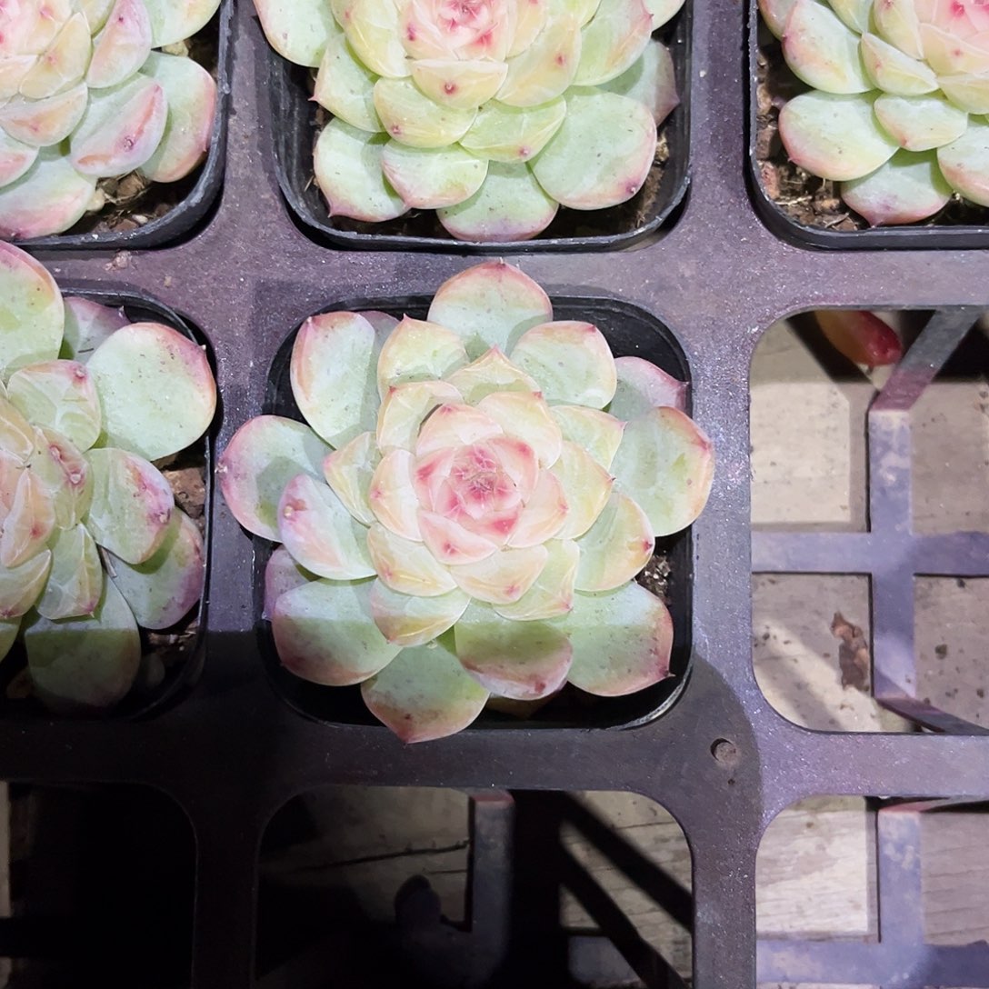 土****17多肉植物提取萃取剂