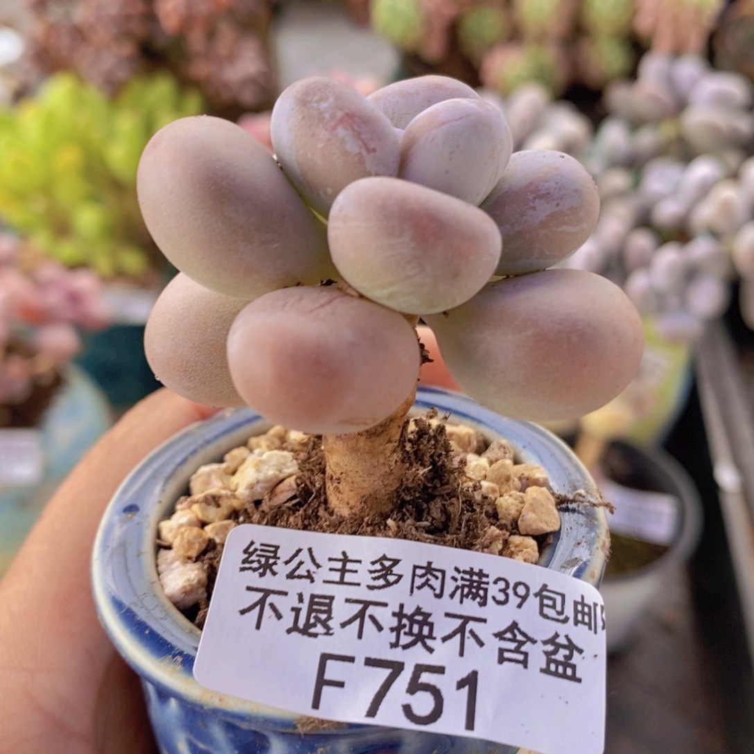 橙雪球单头751多肉植物