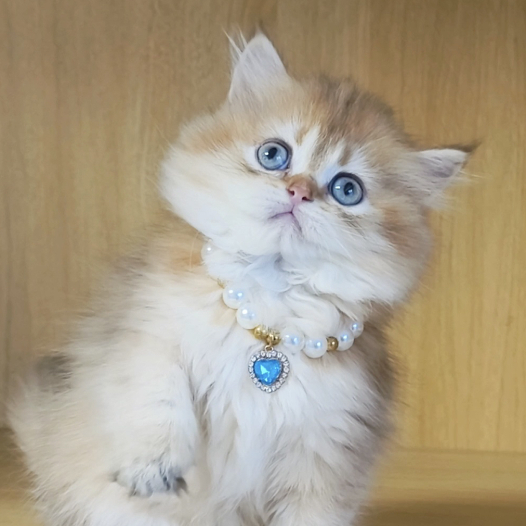 （静宝猫舍）幼猫定金