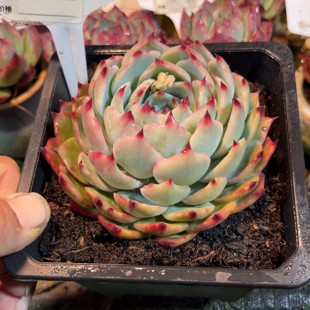 惊鸿一瞥749号多肉