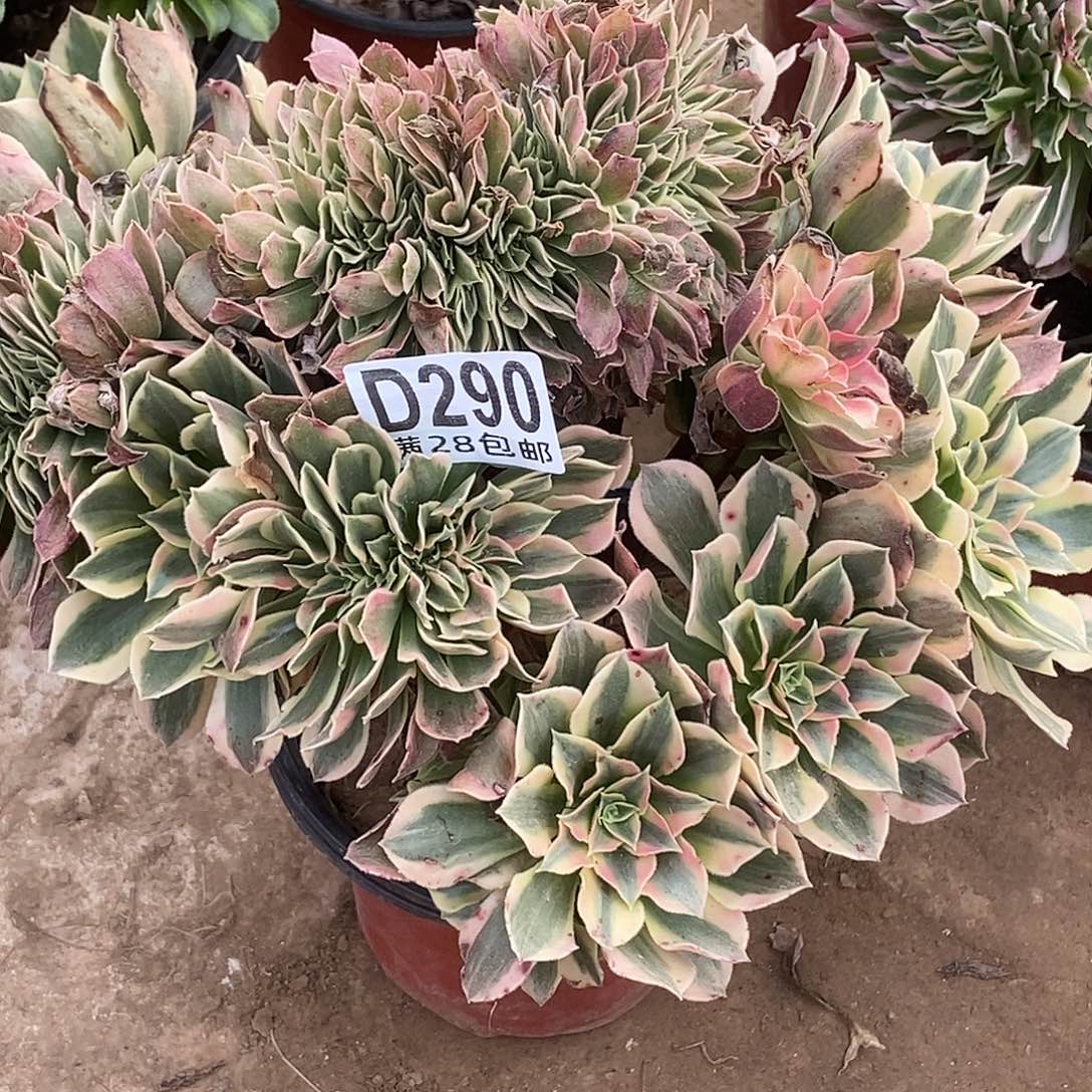 290 多肉植物不包断枝