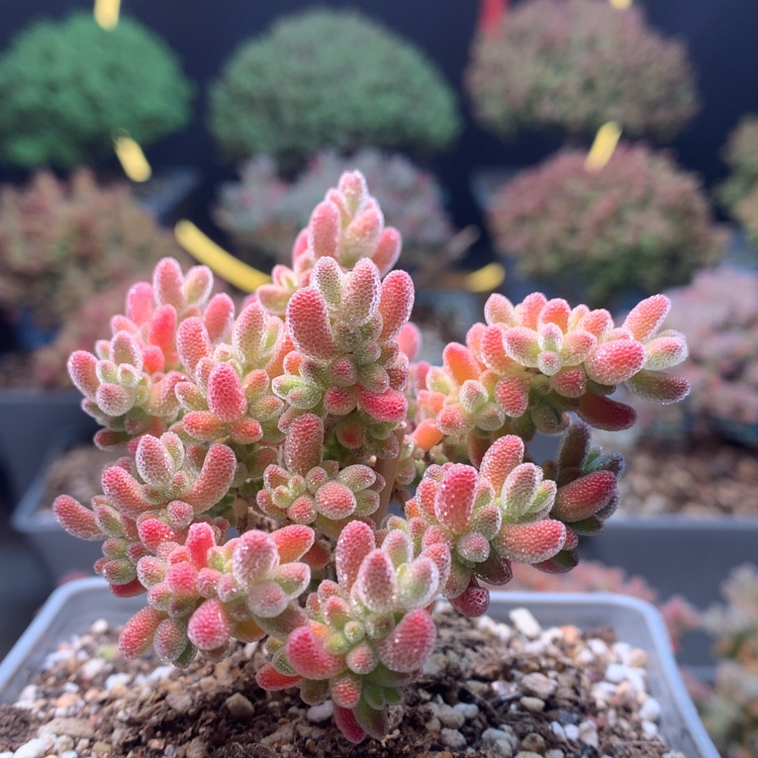 c013实生冰晶枝干番杏