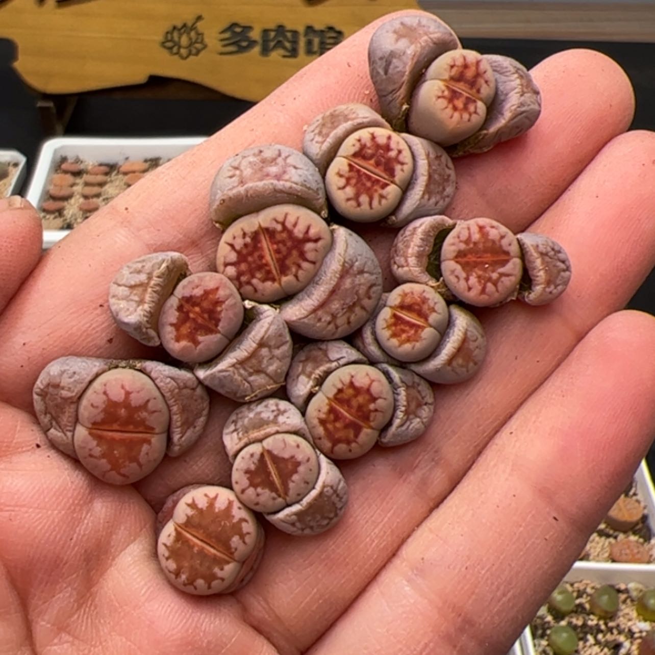 【闪购商品】00000021热纯