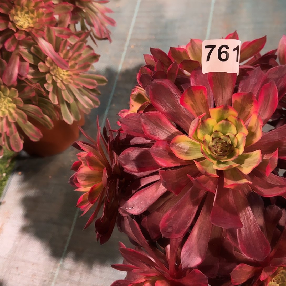 多肉植物烟花761