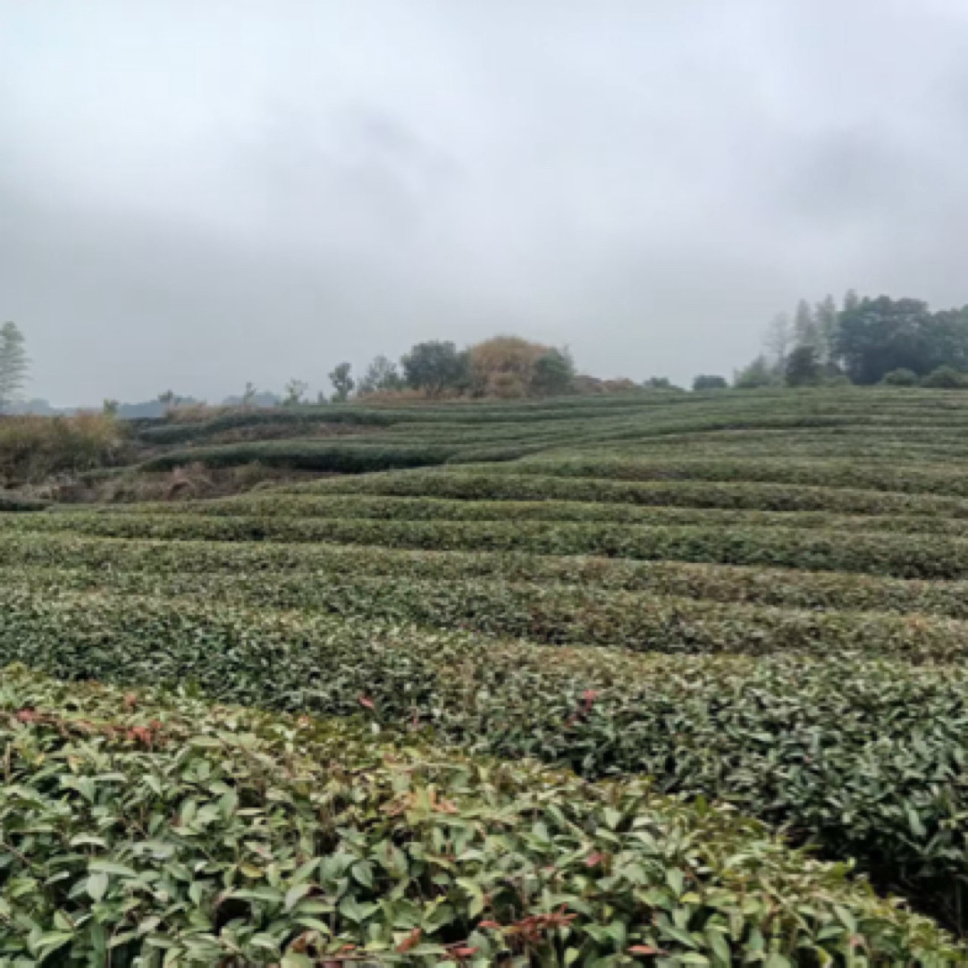 武夷岩茶半天妖500克散茶