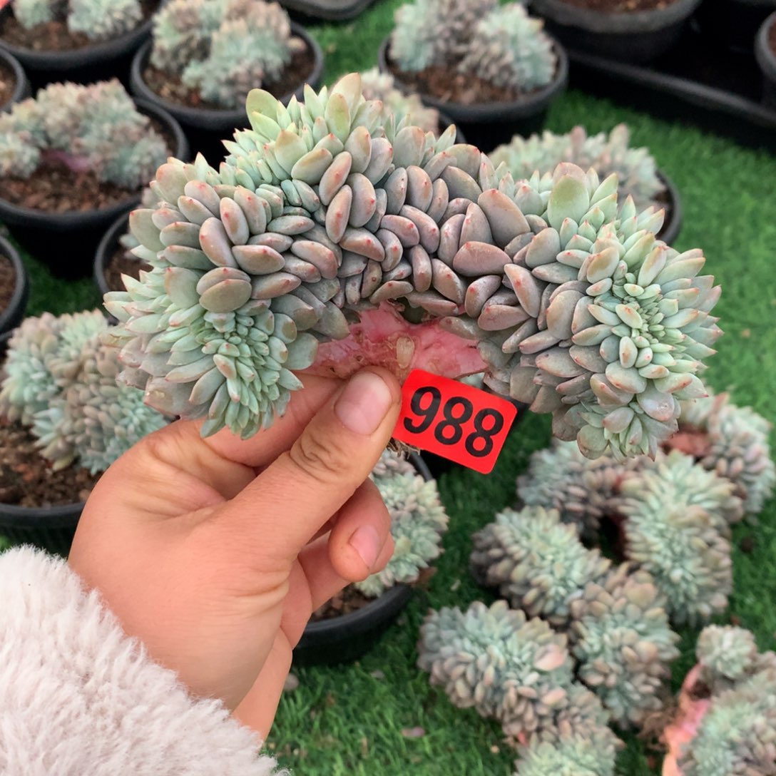 988橙子11111111111111