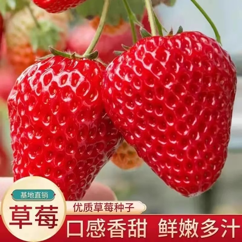 【新品福利】正宗奶油甜宝草莓新鲜大草莓1.8斤