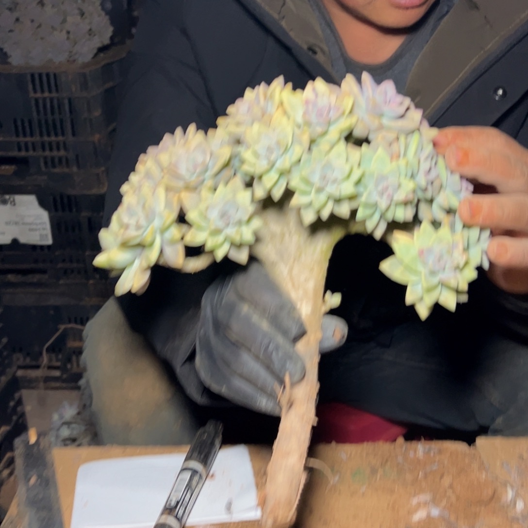 心***始淡雪多肉一物一拍