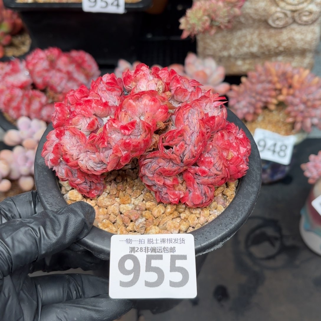 贝瑞缀化无盆土发货