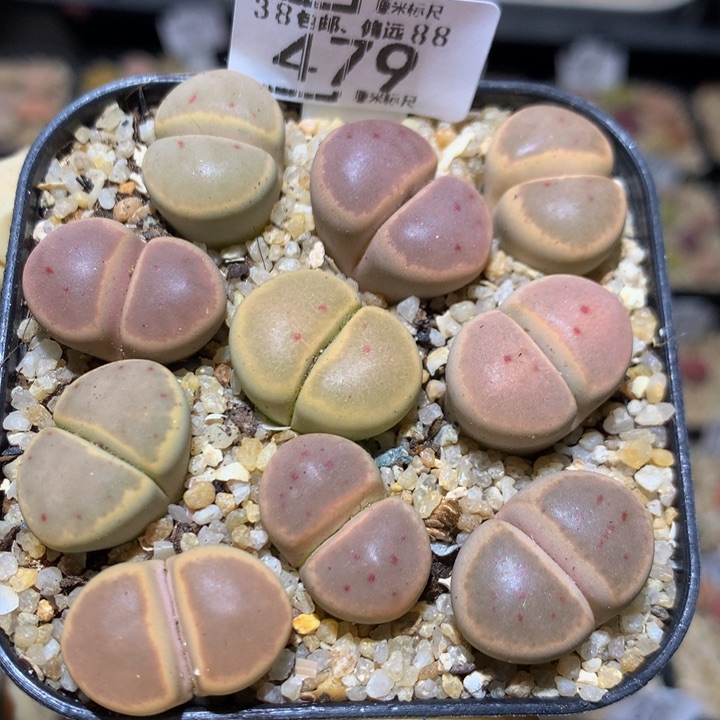 Sss好喜欢这个479