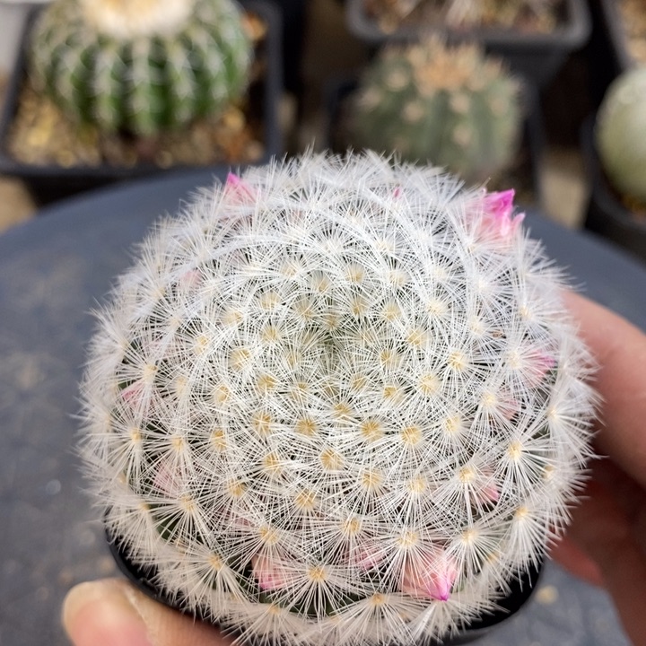 【闪购商品】白刺嘉文丸