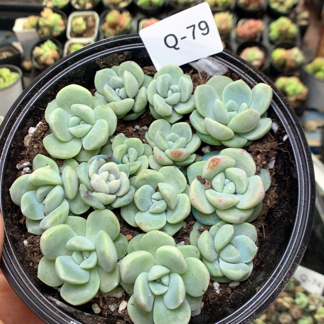 Q79青提珍妮，20包邮两天凑单偏远地区不发货