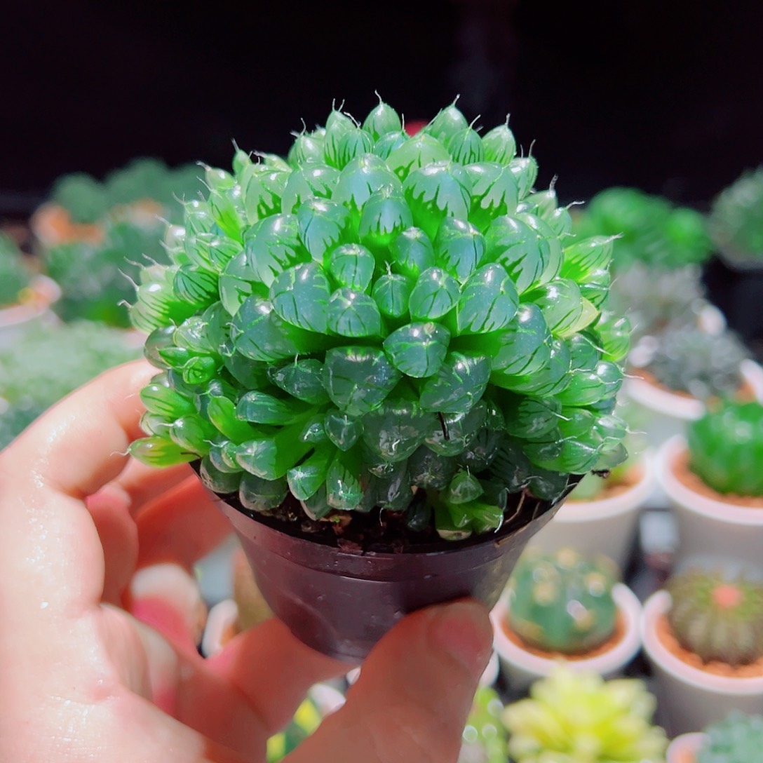 天线宝宝多肉多肉