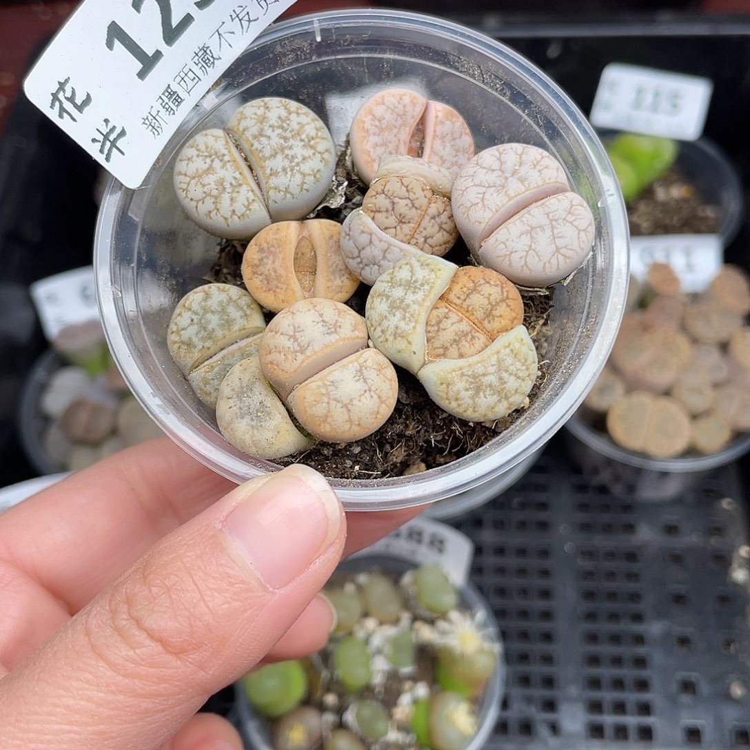 12500000花花花花花怀胎啊