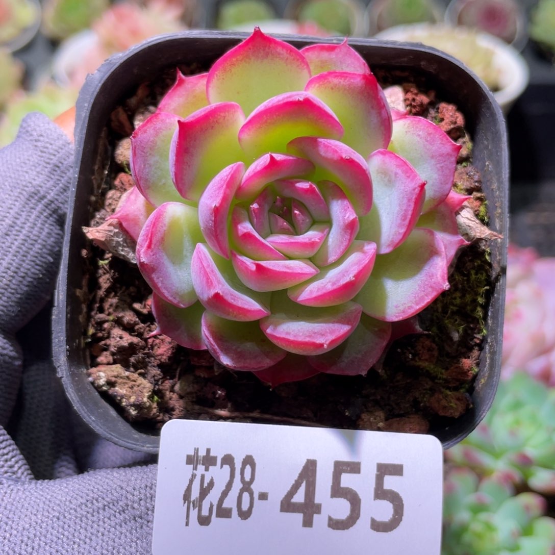 花利美28-455侧影