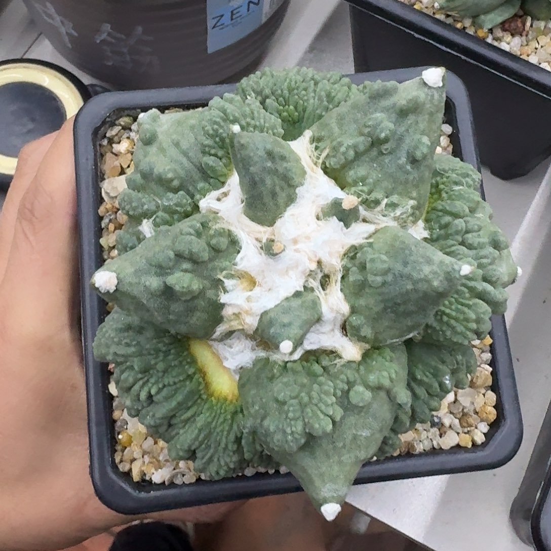 龍***一自根怒涛牡丹仙人球