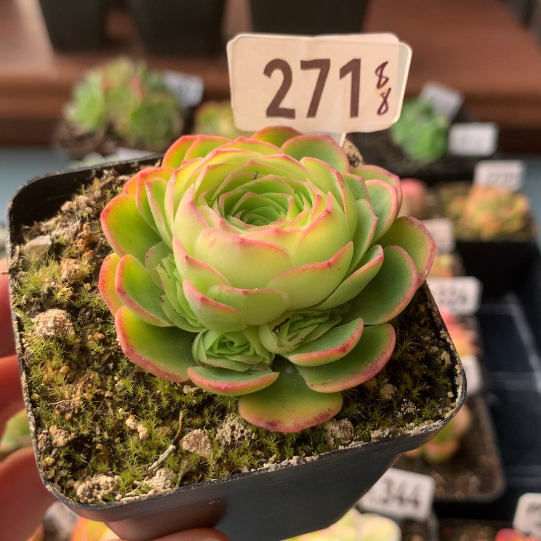 山地玫瑰金毛271