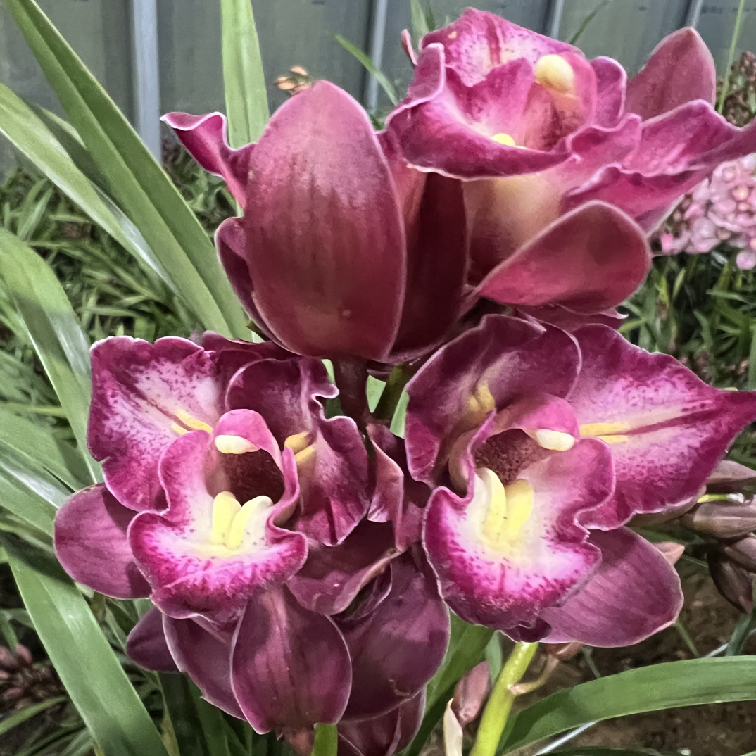 三星蝶 稀有款桌面兰花 好养易活有花香 云南基地直发