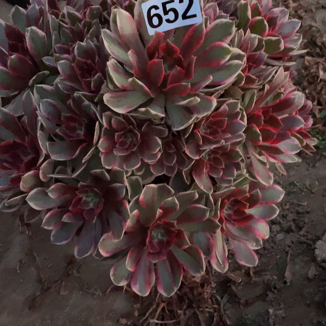 ****虹多肉法师652号幻纱发货不包损