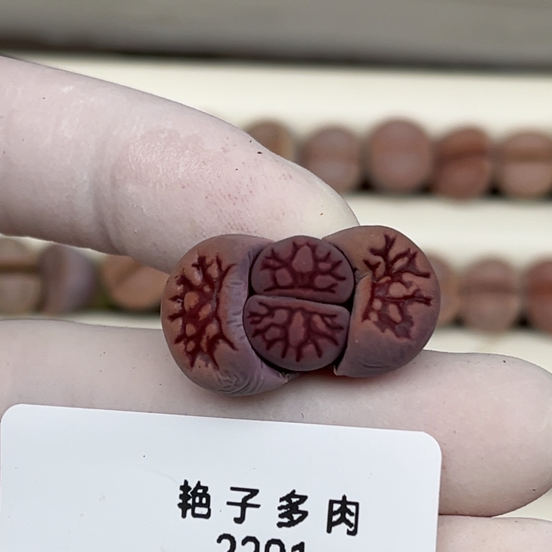 2291号一棵紫菊化石