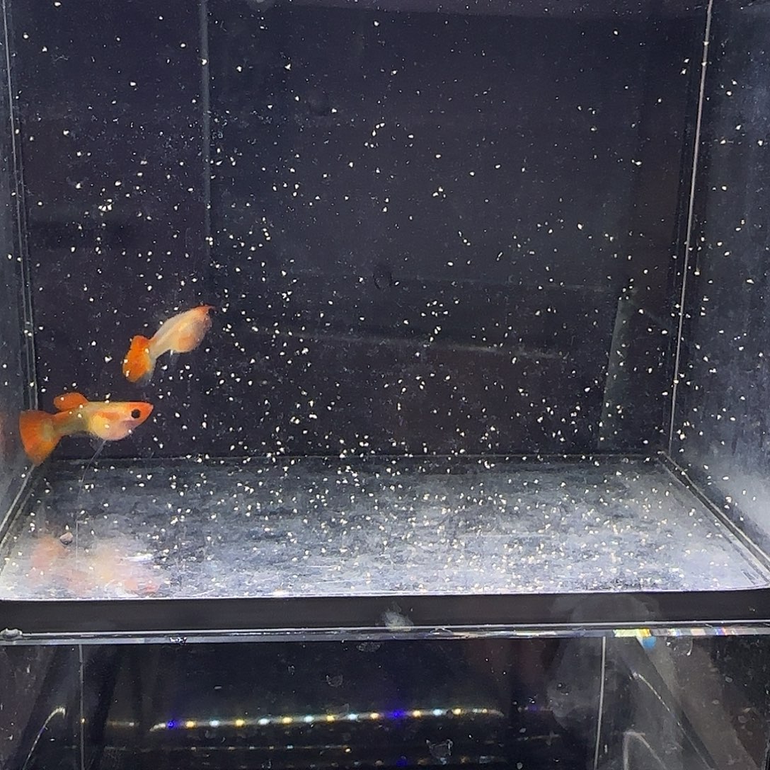 孔雀鱼深海蓝玻璃猫一对