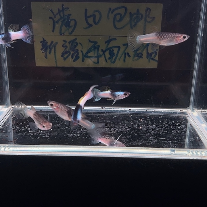 孔雀鱼粉红熊猫孔雀