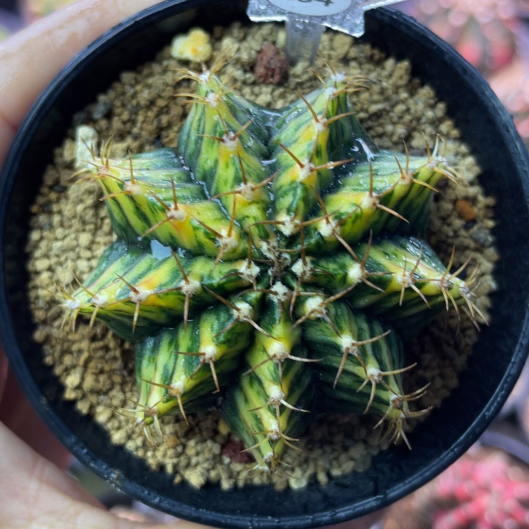 1-294米哈锦5.1厘米