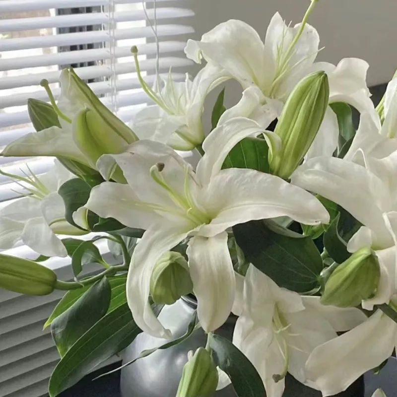 西伯利亚（浓香型）白色多头香水百合花束长花期基地直发新鲜10支