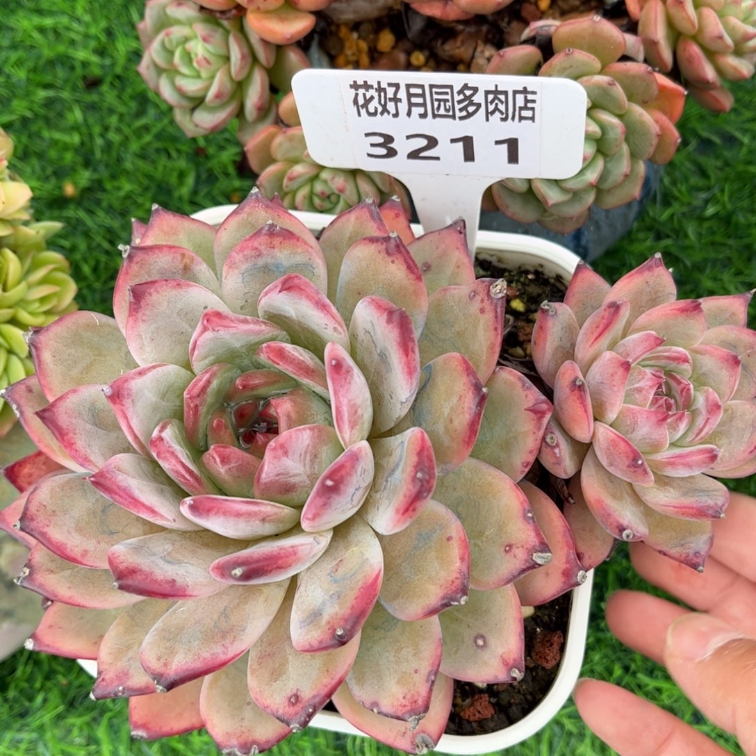 多肉植物3211 一定要拍个冷链哦