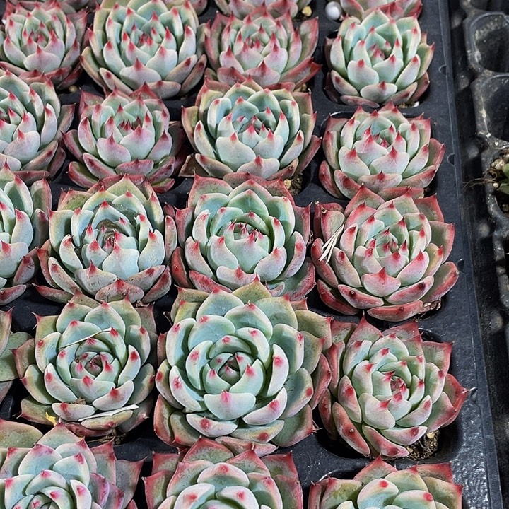 小吉娃娃1元带土发过